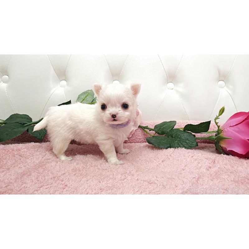 販売中の埼玉県のチワワ(ロングコート)-430694の2枚目