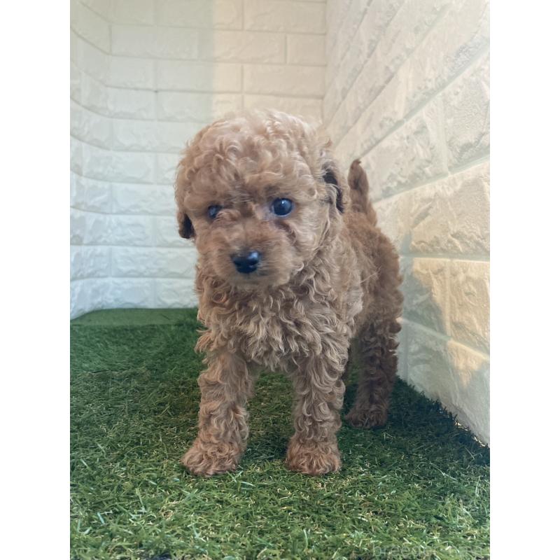 販売中の東京都のタイニープードル-430696の2枚目