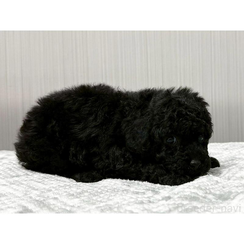 販売中の東京都のトイプードル-430695の5枚目