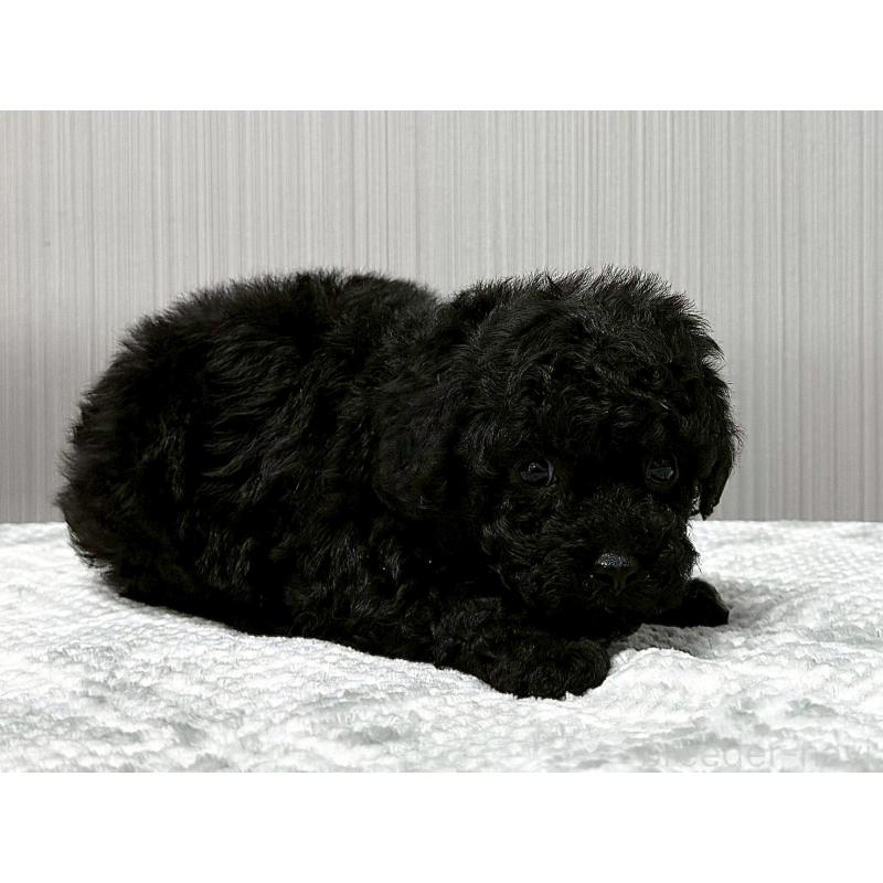 販売中の東京都のトイプードル-430695の3枚目