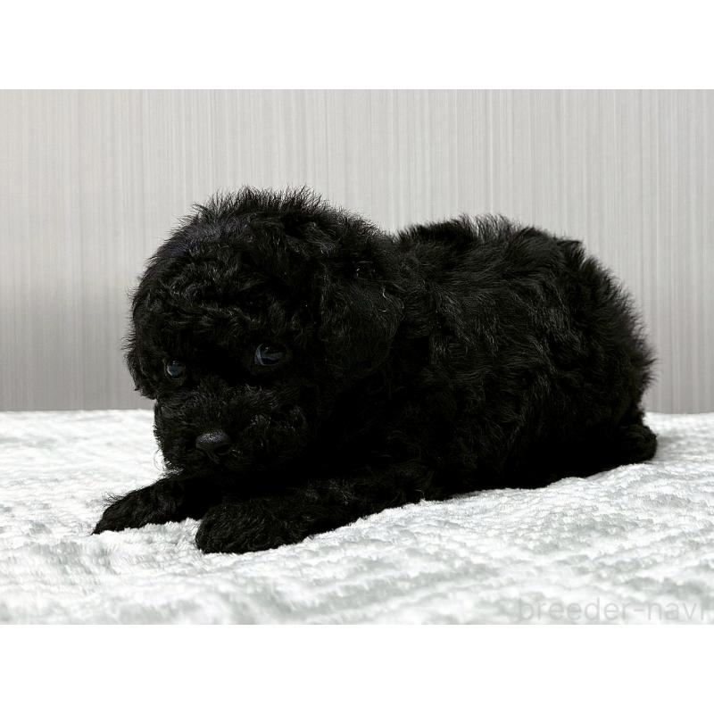 販売中の東京都のトイプードル-430695の2枚目