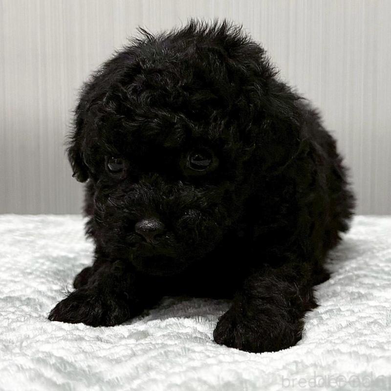 販売中の東京都のトイプードル-430695