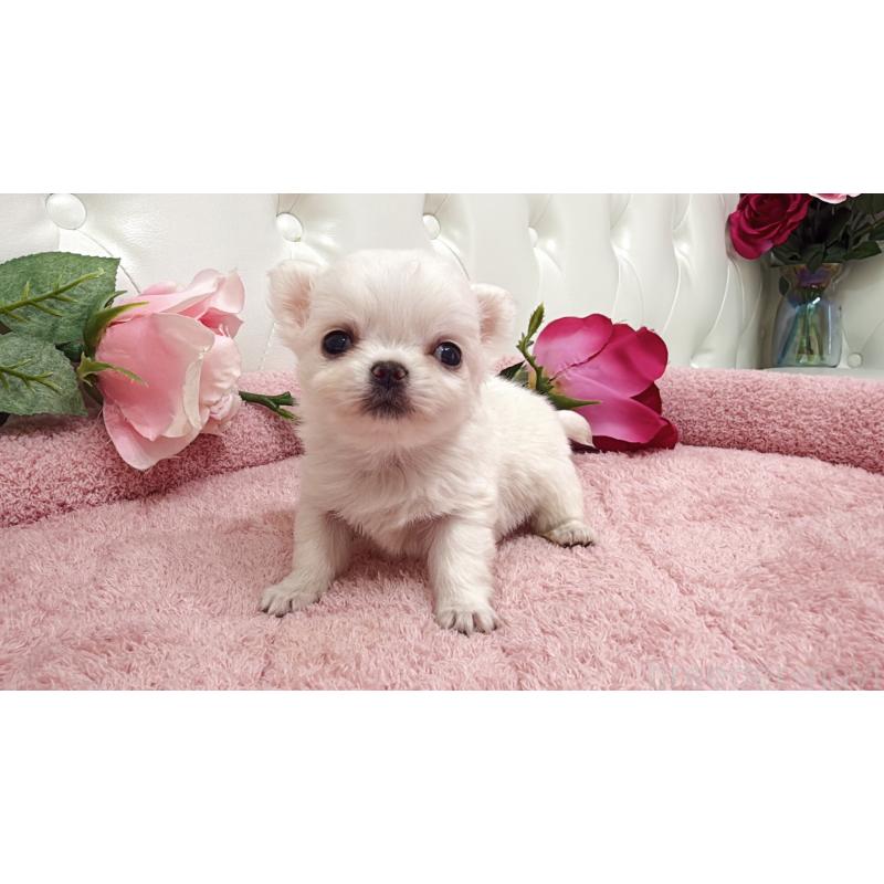 販売中の埼玉県のチワワ(ロングコート)-430699