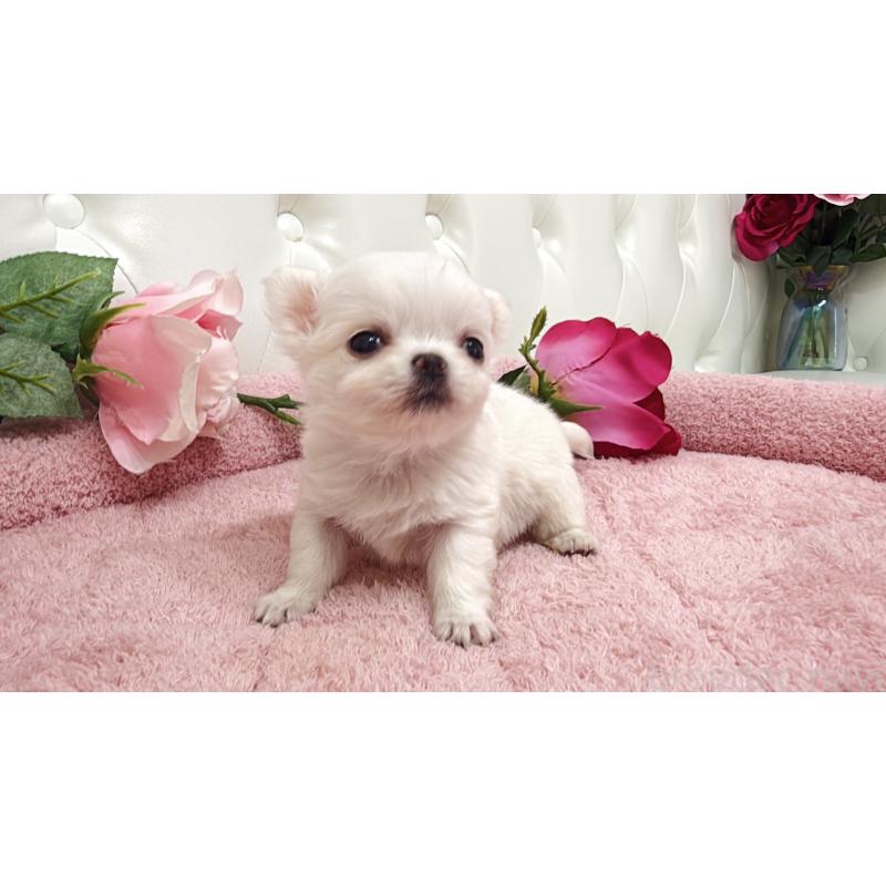 販売中の埼玉県のチワワ(ロングコート)-430699の7枚目