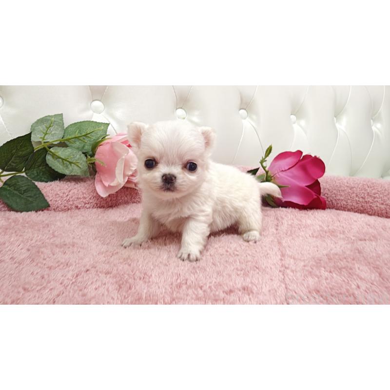 販売中の埼玉県のチワワ(ロングコート)-430699の6枚目