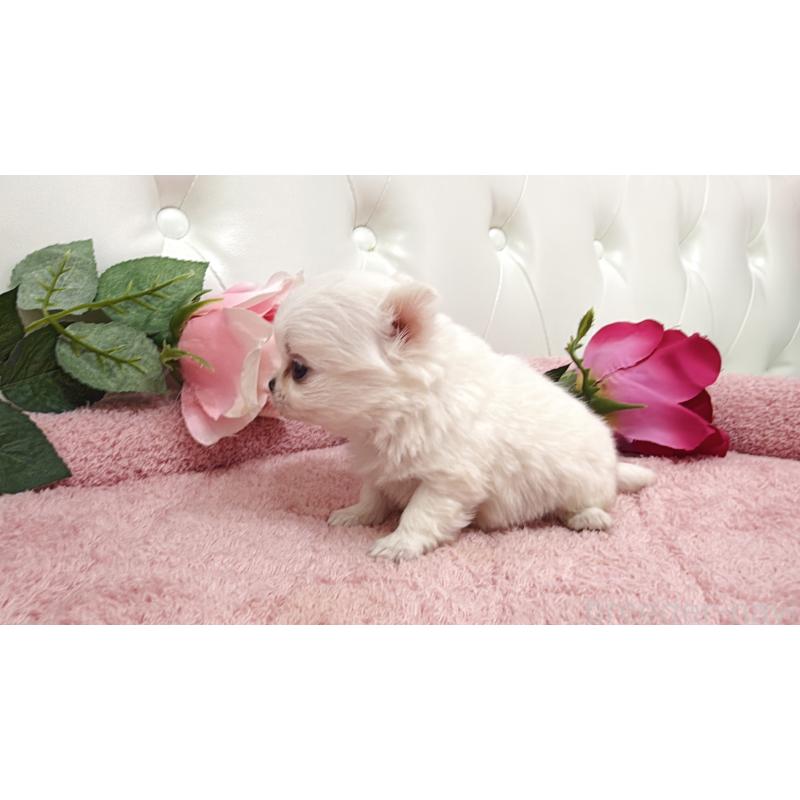 販売中の埼玉県のチワワ(ロングコート)-430699の2枚目