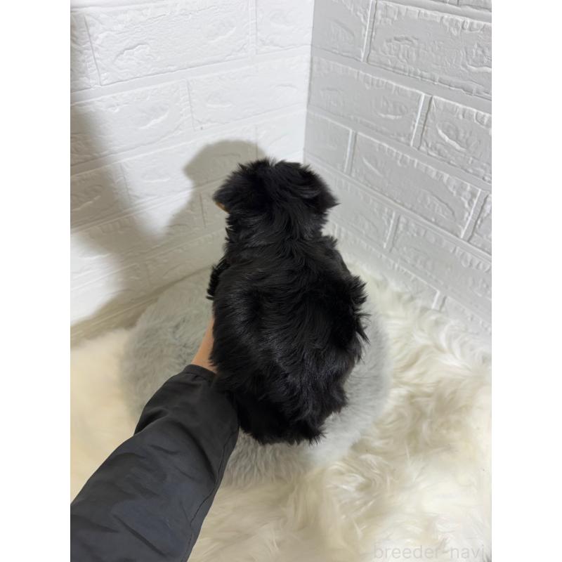 販売中の東京都のヨークシャーテリア-430702の7枚目