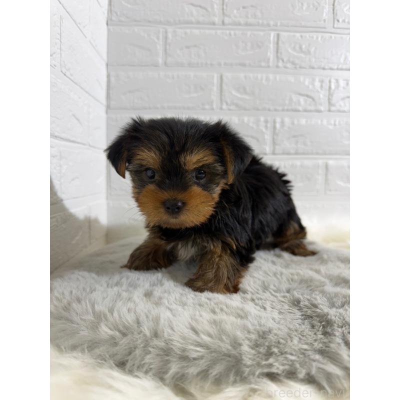 販売中の東京都のヨークシャーテリア-430702の3枚目