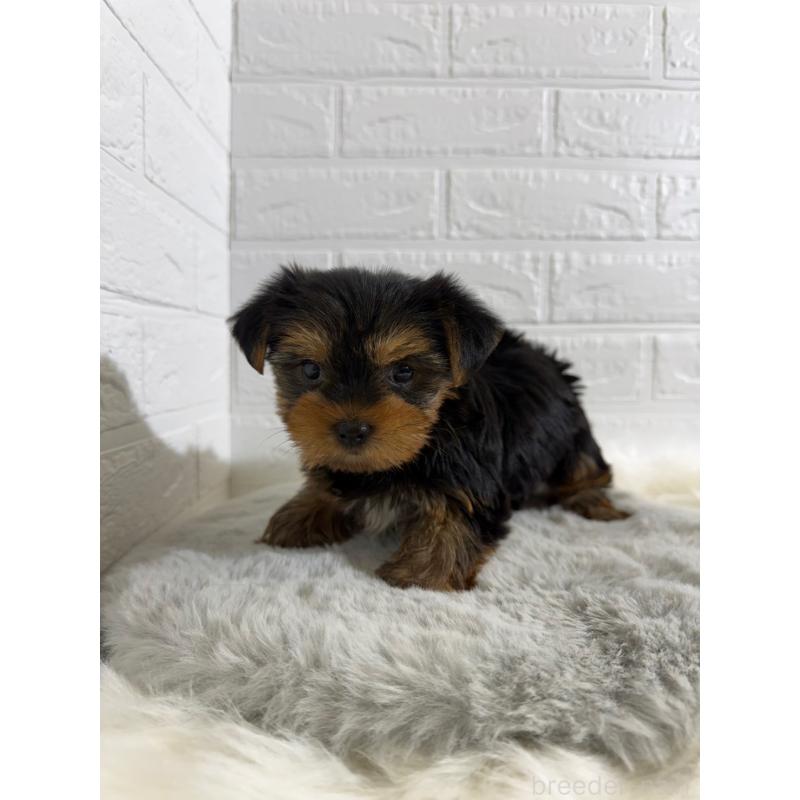 販売中の東京都のヨークシャーテリア-430702の2枚目