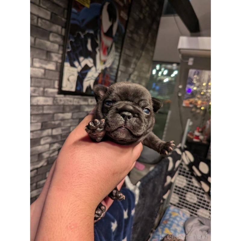 販売中の京都府のフレンチブルドッグ-430701の6枚目