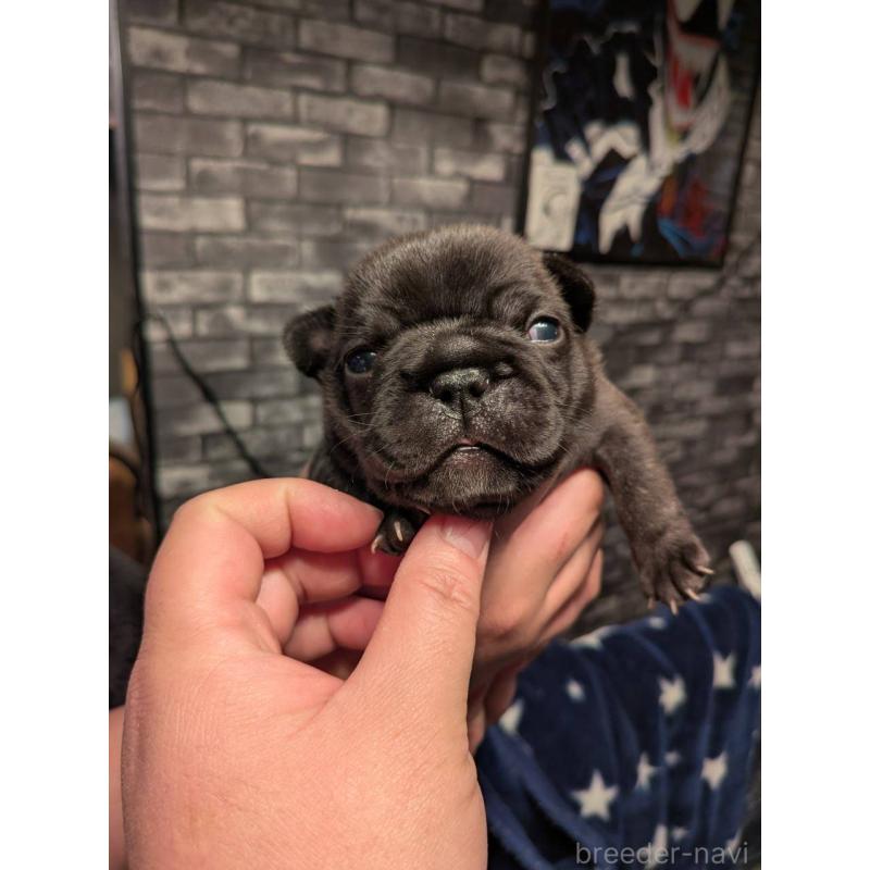 販売中の京都府のフレンチブルドッグ-430701の5枚目