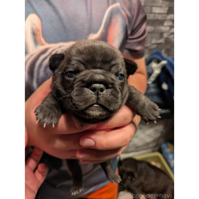 販売中の京都府のフレンチブルドッグ-430701の4枚目