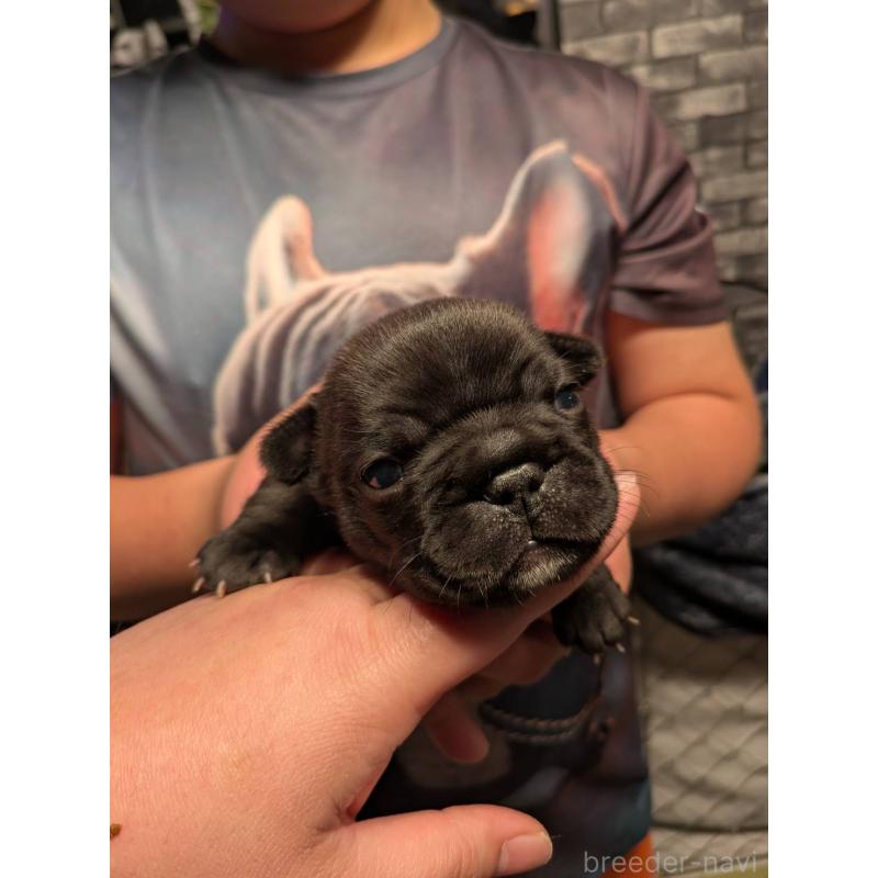 販売中の京都府のフレンチブルドッグ-430701の3枚目