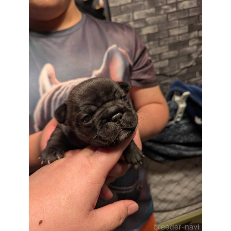 販売中の京都府のフレンチブルドッグ-430701の2枚目