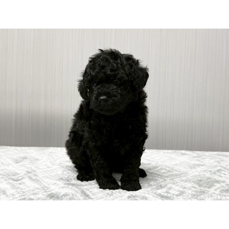 販売中の東京都のトイプードル-430700の4枚目