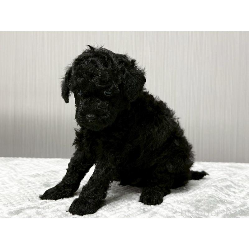 販売中の東京都のトイプードル-430700の3枚目