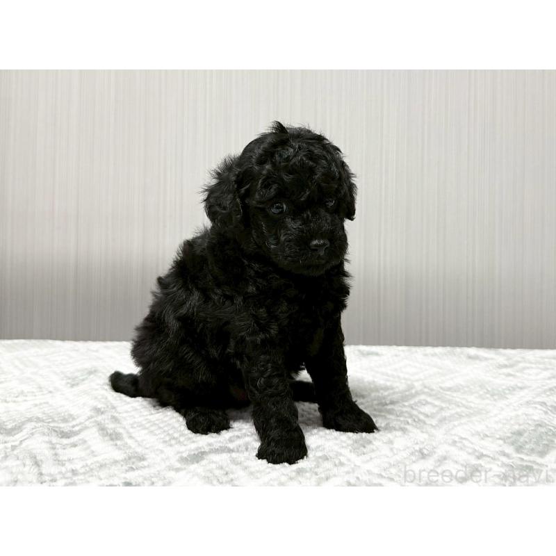 販売中の東京都のトイプードル-430700の2枚目