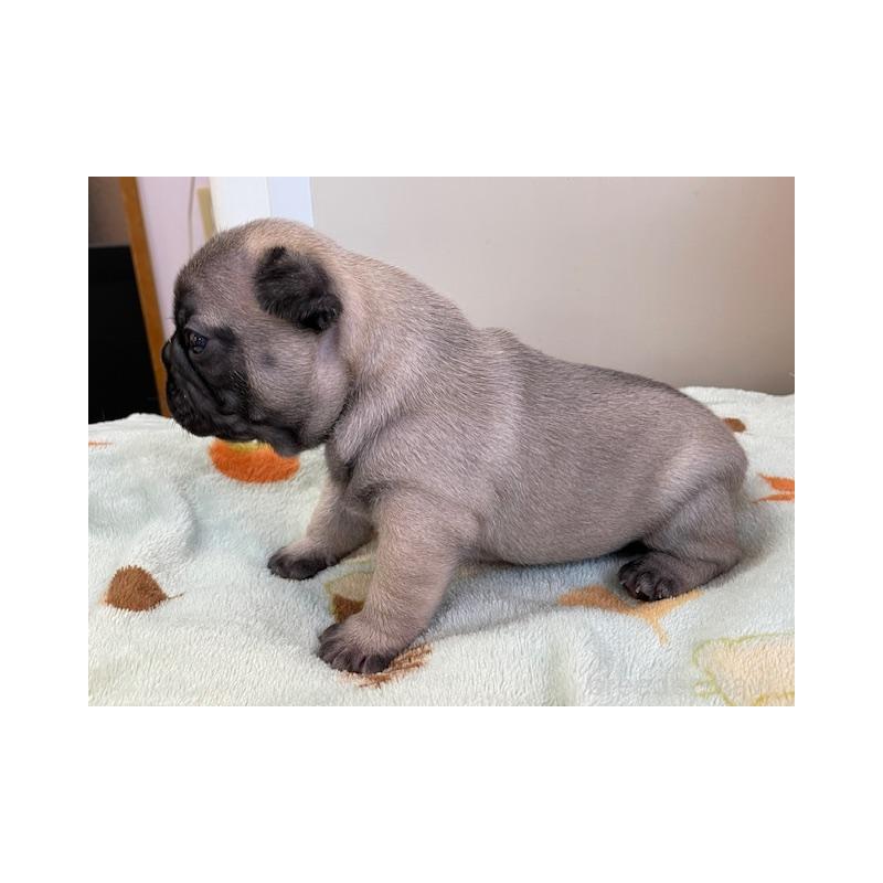 販売中の福岡県のフレンチブルドッグ-430705の4枚目