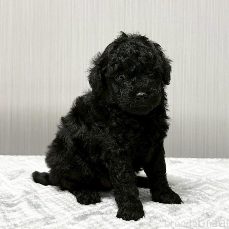 販売中の東京都のトイプードル-430700