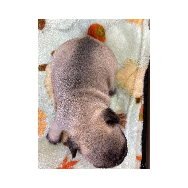 販売中の福岡県のフレンチブルドッグ-430705の3枚目