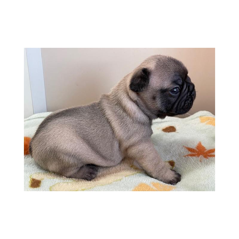 販売中の福岡県のフレンチブルドッグ-430705の2枚目