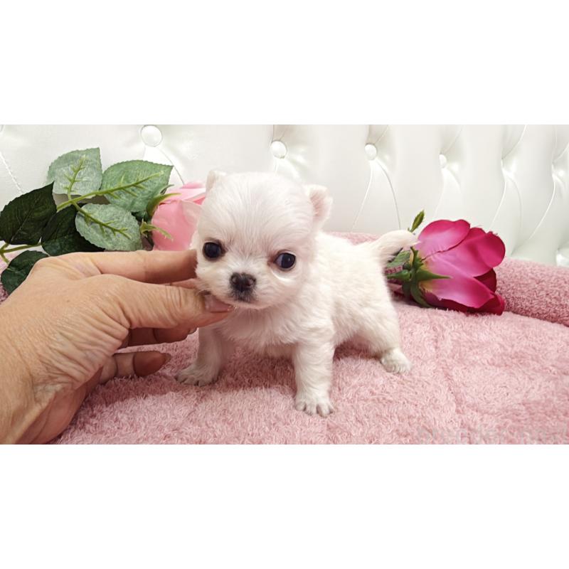 販売中の埼玉県のチワワ(ロングコート)-430704の10枚目