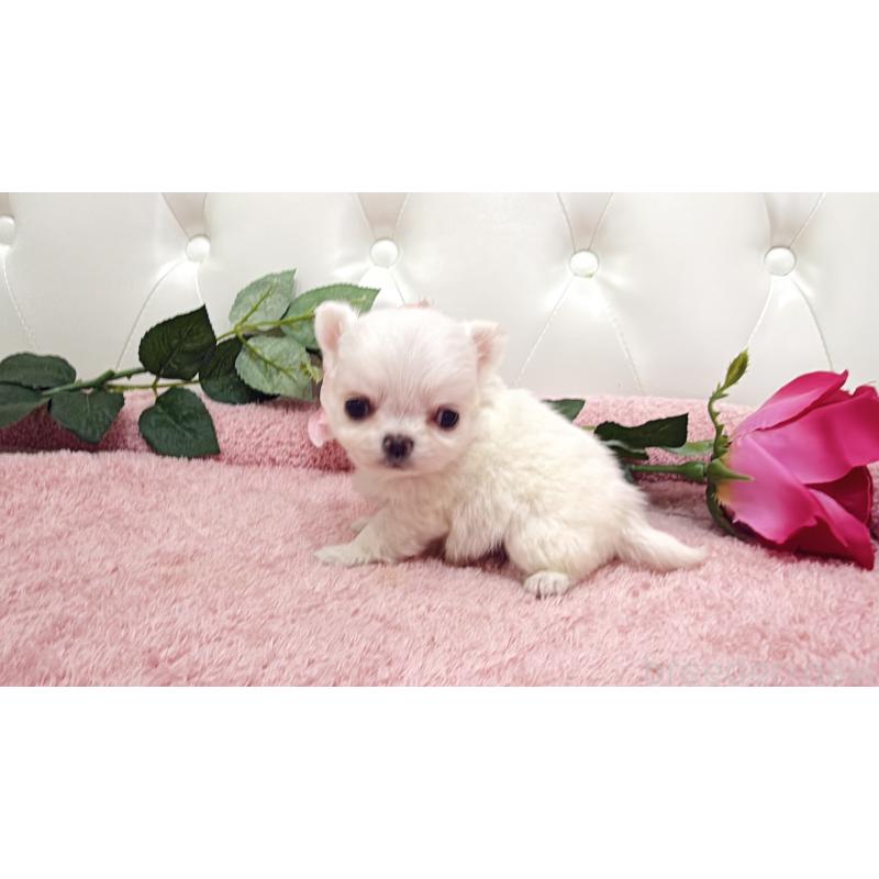 販売中の埼玉県のチワワ(ロングコート)-430704の9枚目