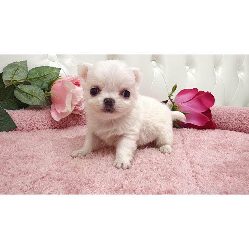 販売中の埼玉県のチワワ(ロングコート)-430704の8枚目