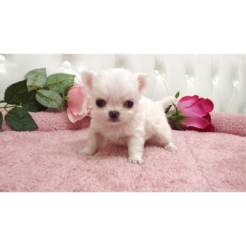 販売中の埼玉県のチワワ(ロングコート)-430704の5枚目