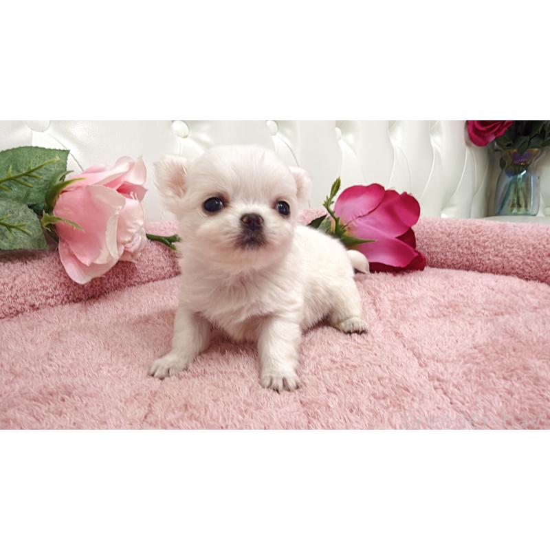 販売中の埼玉県のチワワ(ロングコート)-430704の4枚目