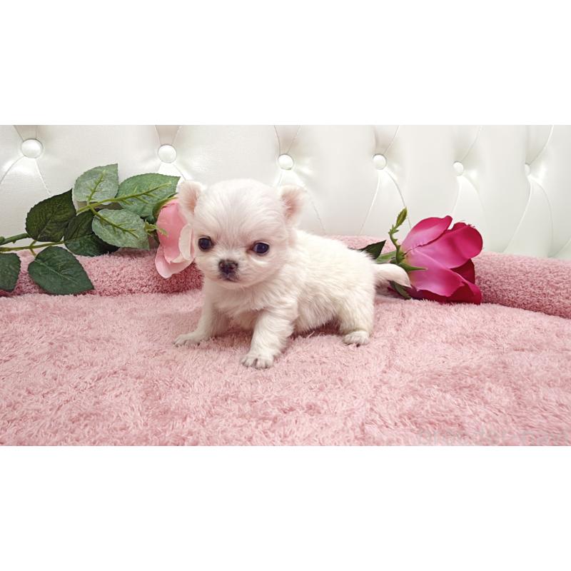 販売中の埼玉県のチワワ(ロングコート)-430704の3枚目