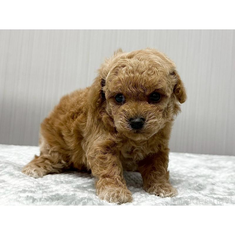 販売中の東京都のトイプードル-430703の5枚目