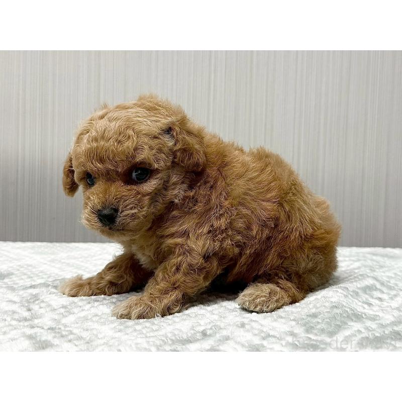 販売中の東京都のトイプードル-430703の4枚目