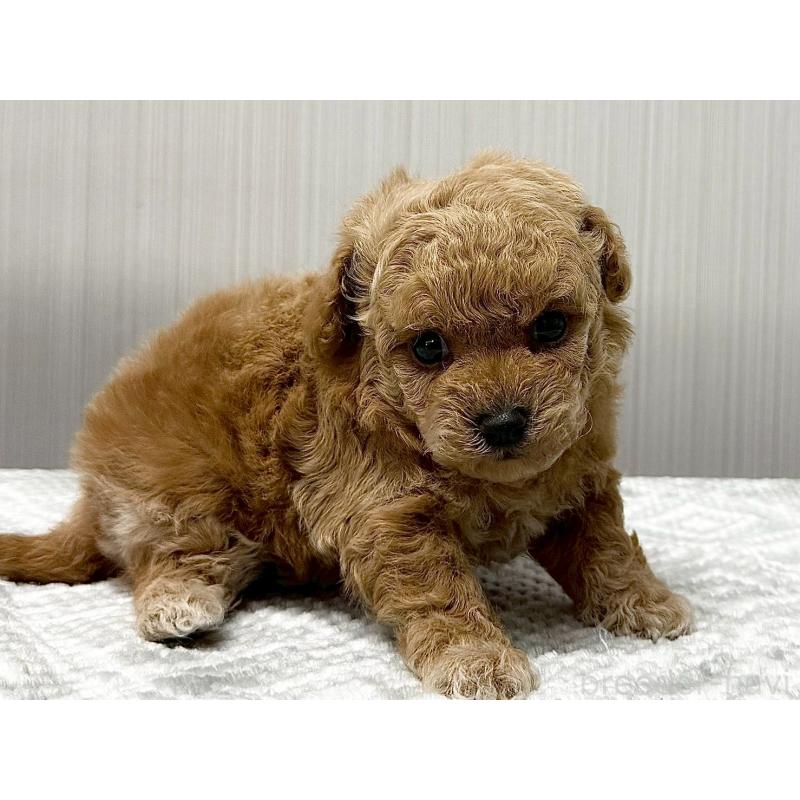 販売中の東京都のトイプードル-430703の3枚目