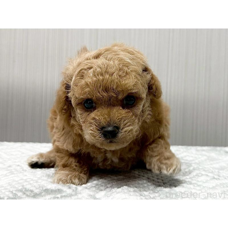 販売中の東京都のトイプードル-430703の2枚目