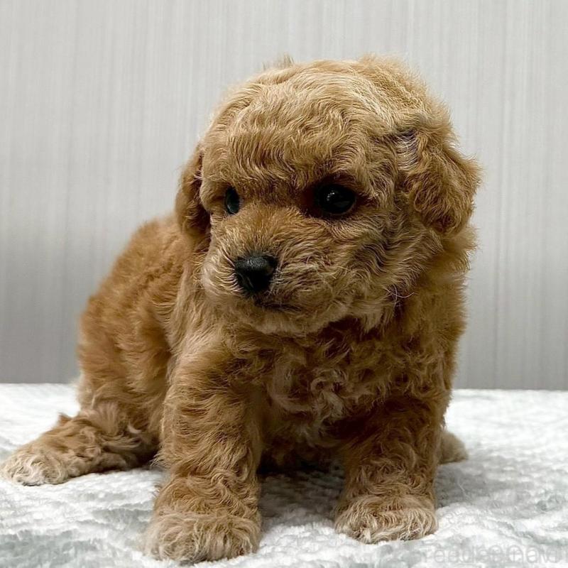 販売中の東京都のトイプードル-430703の1枚目