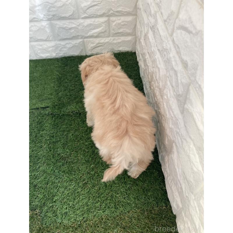 販売中の東京都のマルプー:マルチーズ×トイプードル-430706の8枚目