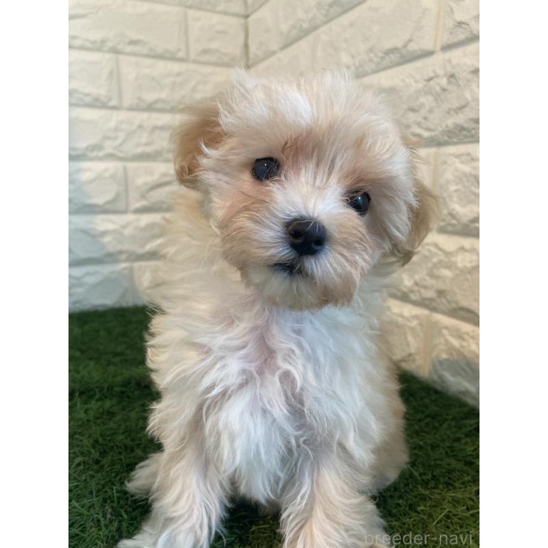 販売中の東京都のマルプー:マルチーズ×トイプードル-430706の7枚目