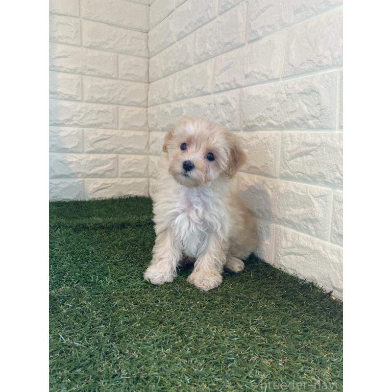 販売中の東京都のマルプー:マルチーズ×トイプードル-430706の3枚目