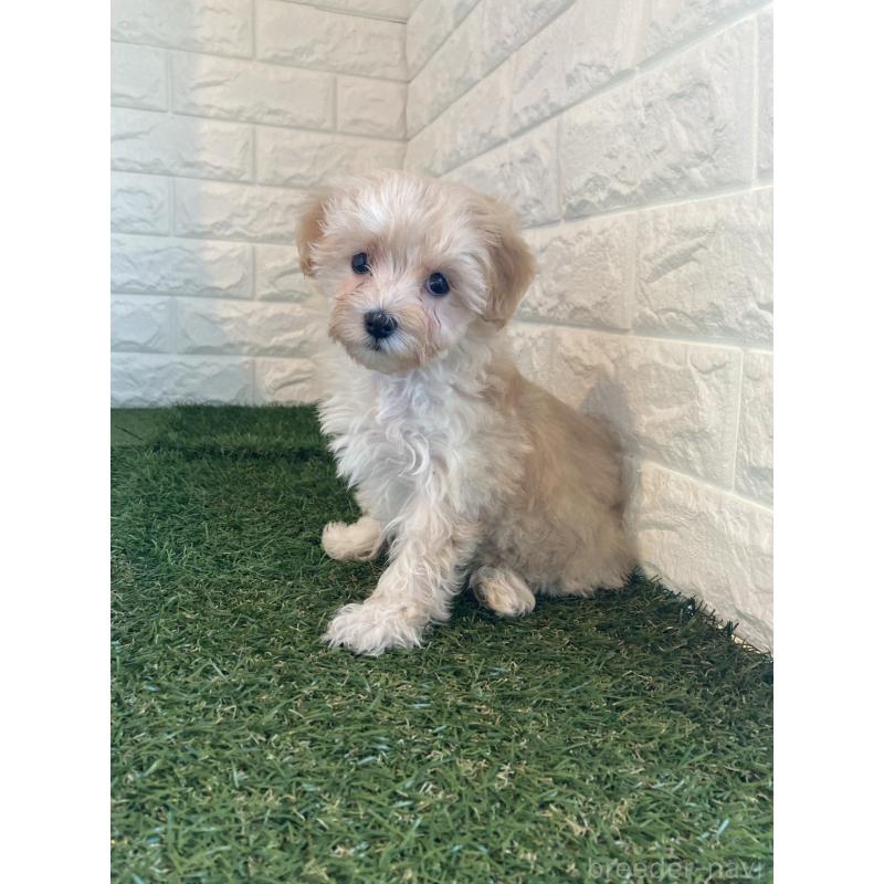 販売中の東京都のマルプー:マルチーズ×トイプードル-430706の2枚目