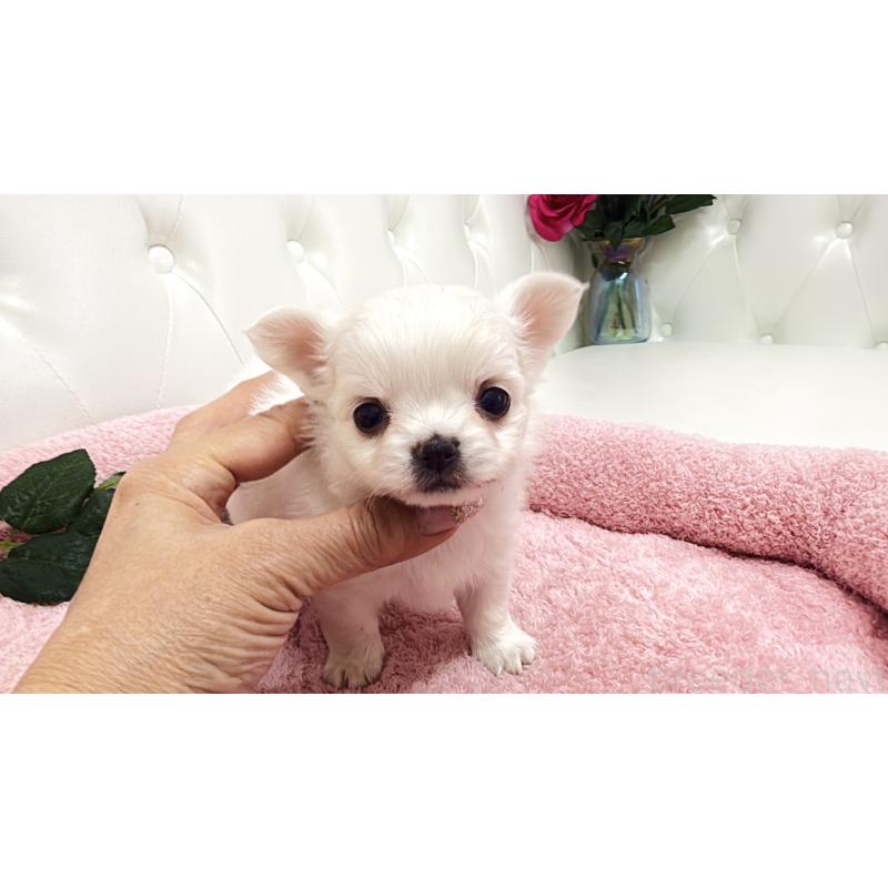 販売中の埼玉県のチワワ(ロングコート)-430707