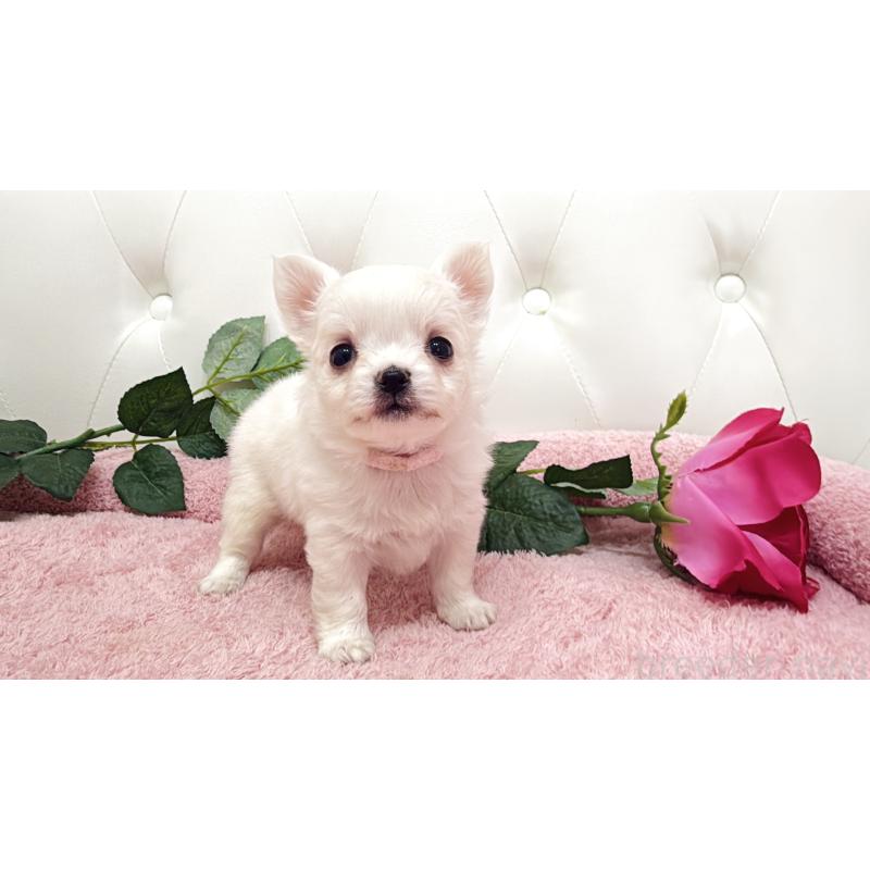 販売中の埼玉県のチワワ(ロングコート)-430707の17枚目