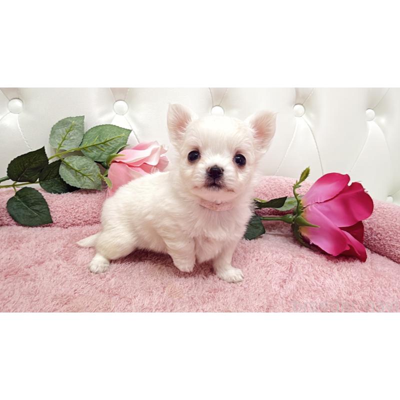 販売中の埼玉県のチワワ(ロングコート)-430707の16枚目