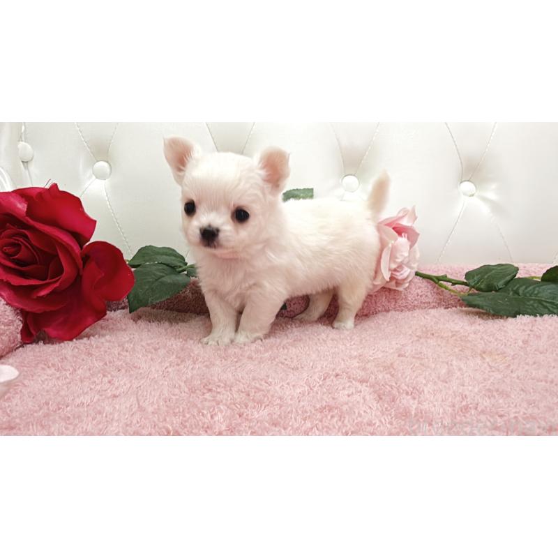 販売中の埼玉県のチワワ(ロングコート)-430707の15枚目