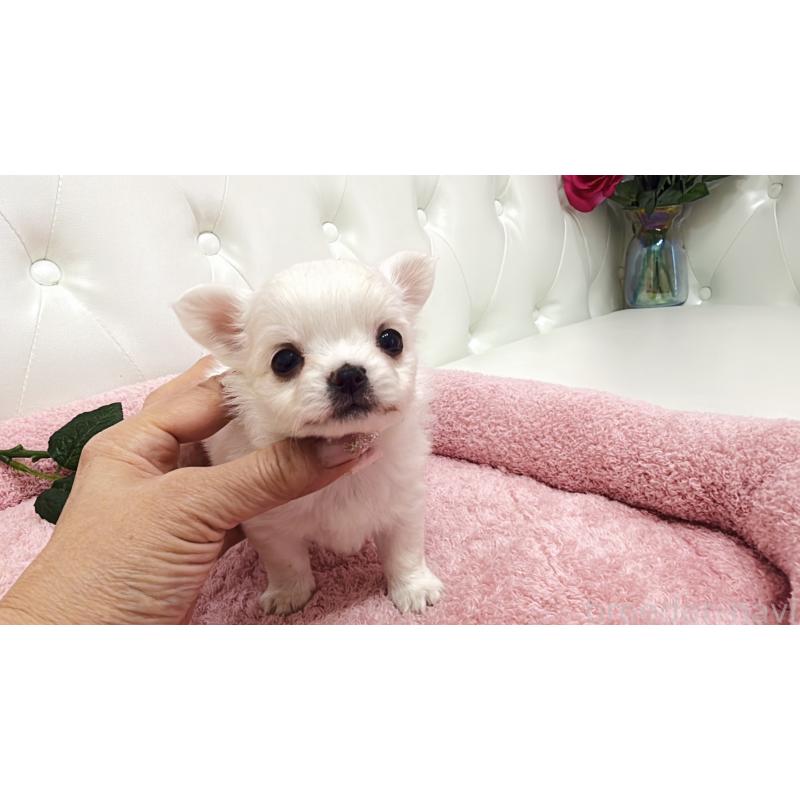 販売中の埼玉県のチワワ(ロングコート)-430707の14枚目