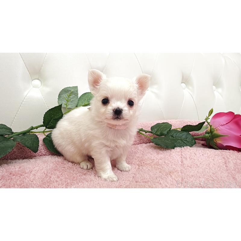 販売中の埼玉県のチワワ(ロングコート)-430707の13枚目