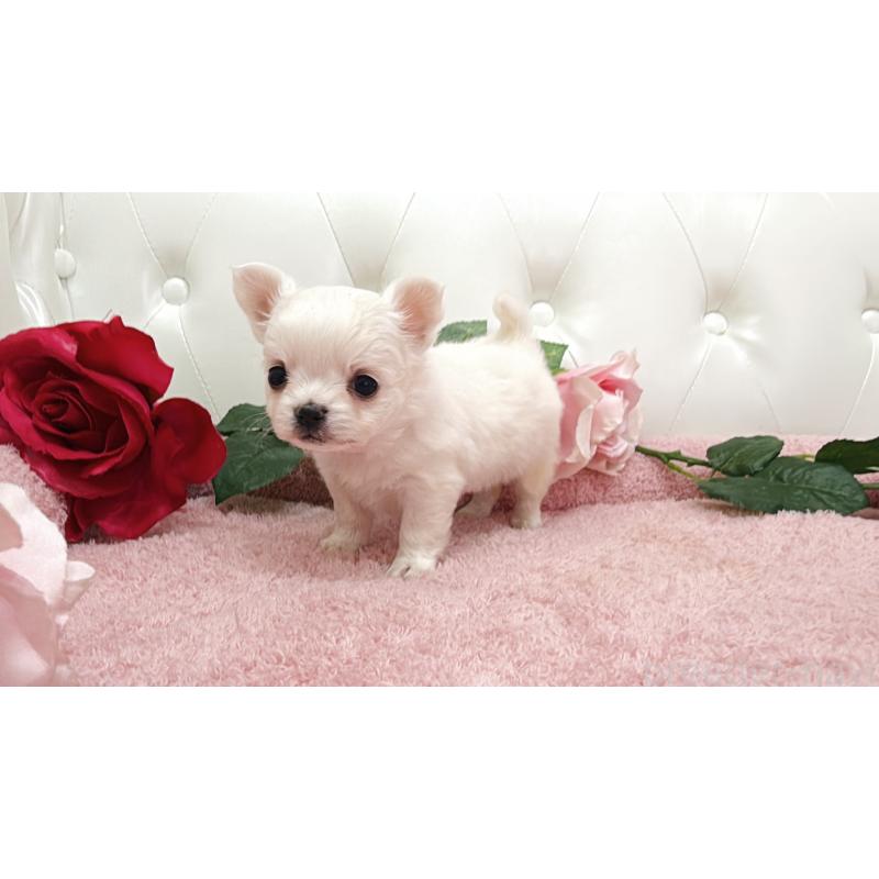 販売中の埼玉県のチワワ(ロングコート)-430707の12枚目