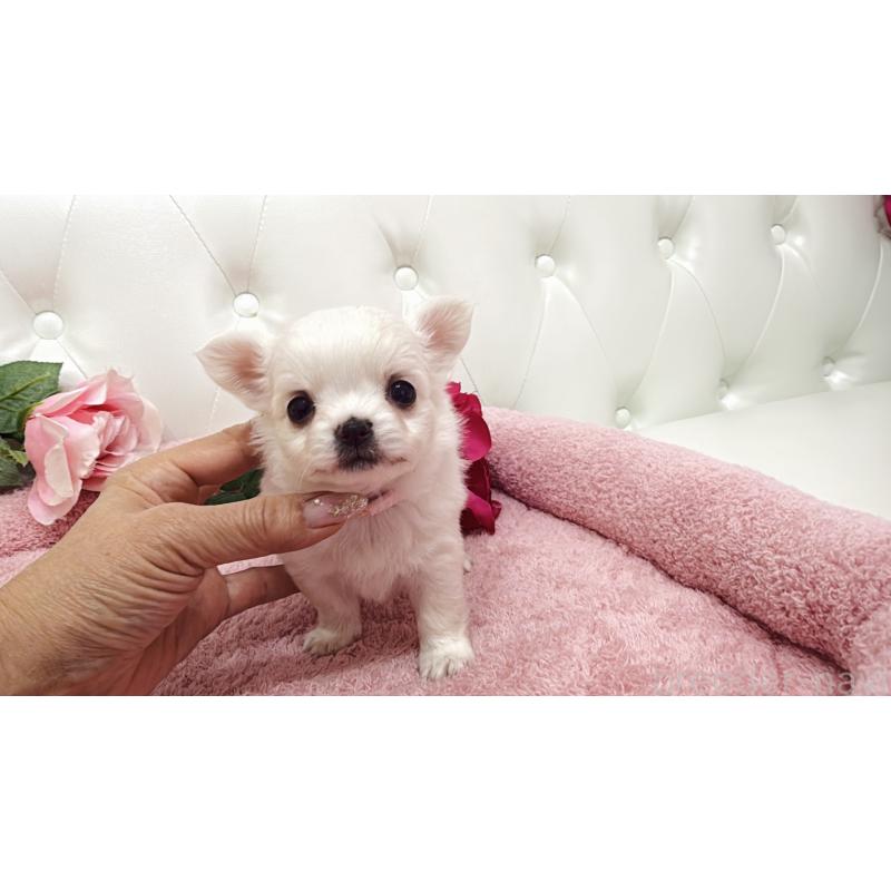 販売中の埼玉県のチワワ(ロングコート)-430707の11枚目