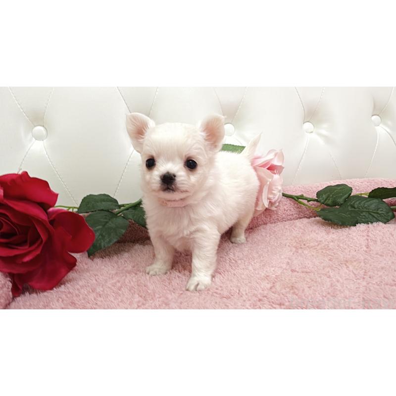 販売中の埼玉県のチワワ(ロングコート)-430707の10枚目