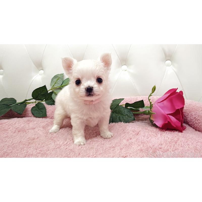 販売中の埼玉県のチワワ(ロングコート)-430707の9枚目